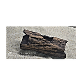 Grota reproducere ancistrus -12cm